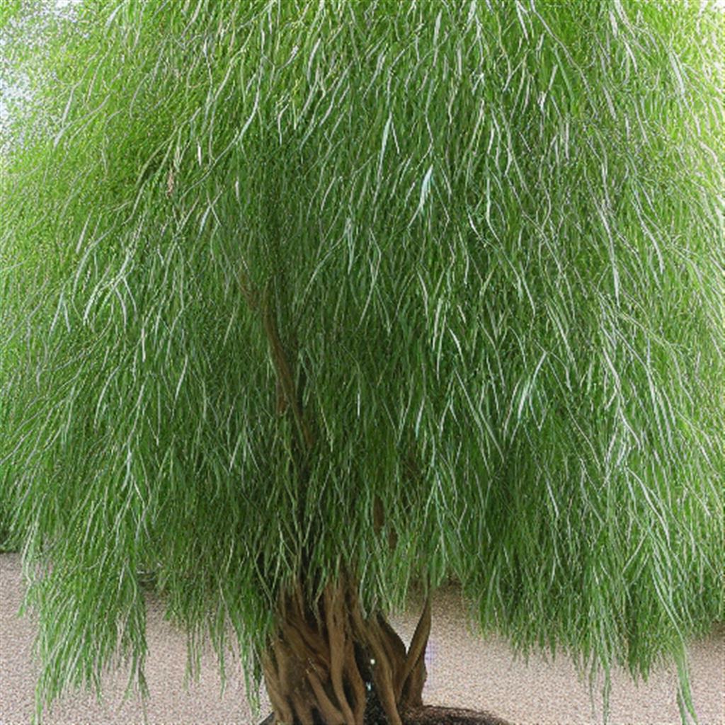Willow Ficus &#8211; niedoceniana piękność o wąskich liściach
