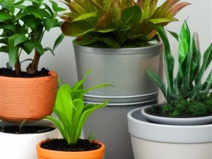 10 roślin doniczkowych z zielonego parapetu