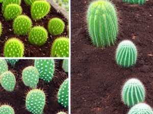 Przesadzanie kaktusów i sukulentów