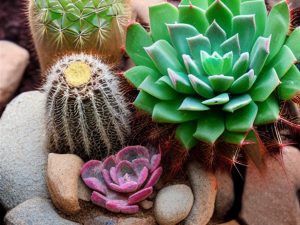 Zimowanie kaktusów i sukulentów